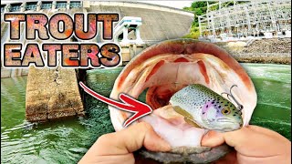 I Waited 10 YEARS to Catch These TROPHY Fish!! (Mountain Trout Eaters)