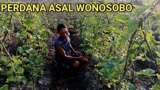 BUAH MELON PERTAMA DI LAHAN MAS PANDIK , TRANSMIGRAN ASAL WONOSOBO TANJUNG BUKA SEPUNGGUR