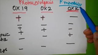 ⁣Rickettsia simplified - Part 3 ( Pathogenesis and Weil - Felix test )