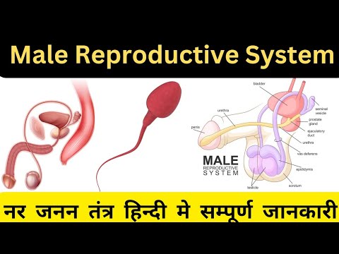 Male Reproductive System in Hindi | पुरुष जनन तंत्र |Structure of