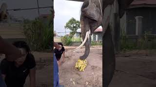 แม่เดินสะดุดขาตัวเอง Mom Stumbled On Her Feet. This Coated Banana Belongs To Heng Alone.