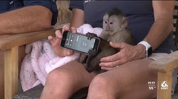 Sheriff’s deputies respond after monkey calls 911