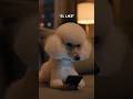 #larosacanina #dogshorts #videoshort #virales #animals #cutedogs