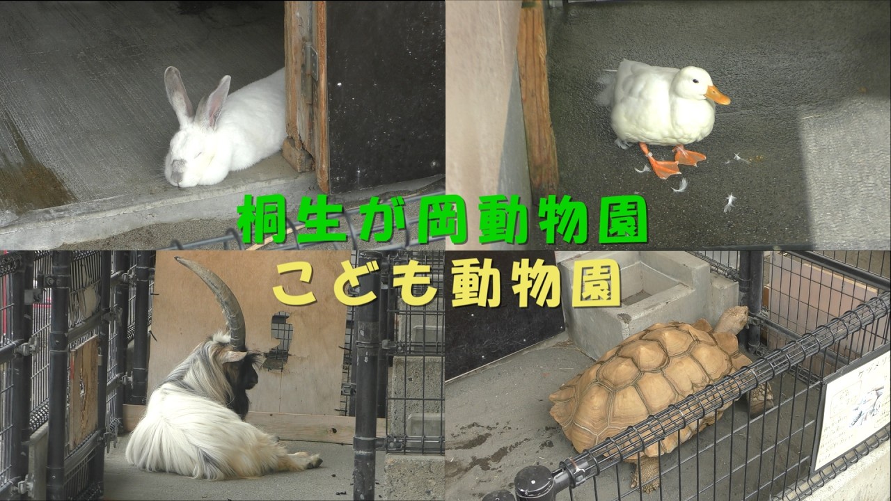 【桐生が岡動物園】 こども動物園(260508)