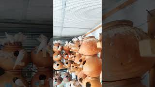 White Java Sparrow Breeding Setup 2k24 | White Beauty
