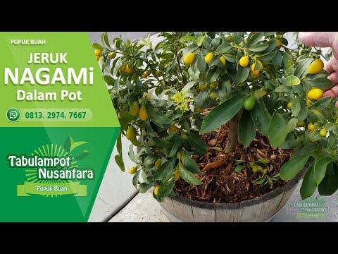 Video: Cara Merawat Jeruk Dalaman