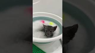 Процесс приучения котят к водным процедурам 🚿🐈‍⬛👌 by Ruzara Cattery 106 views 4 months ago 2 minutes, 16 seconds