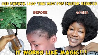 DIY PAPAYA LEAF FOR EXTREME HAIR GROWTH| THIS ANCIENT HAIRSPRAY WILL GIVE YOU RESULTS IN TWO WEEK