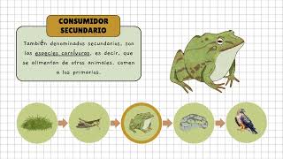 Cadena Alimenticia-Educacion Ambiental Ucenm