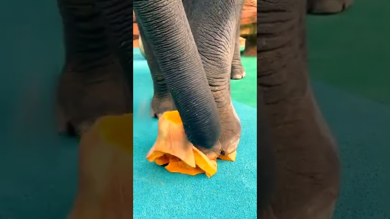 Check the weight of elephant.