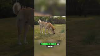 The Gut Health Revolution for Dogs