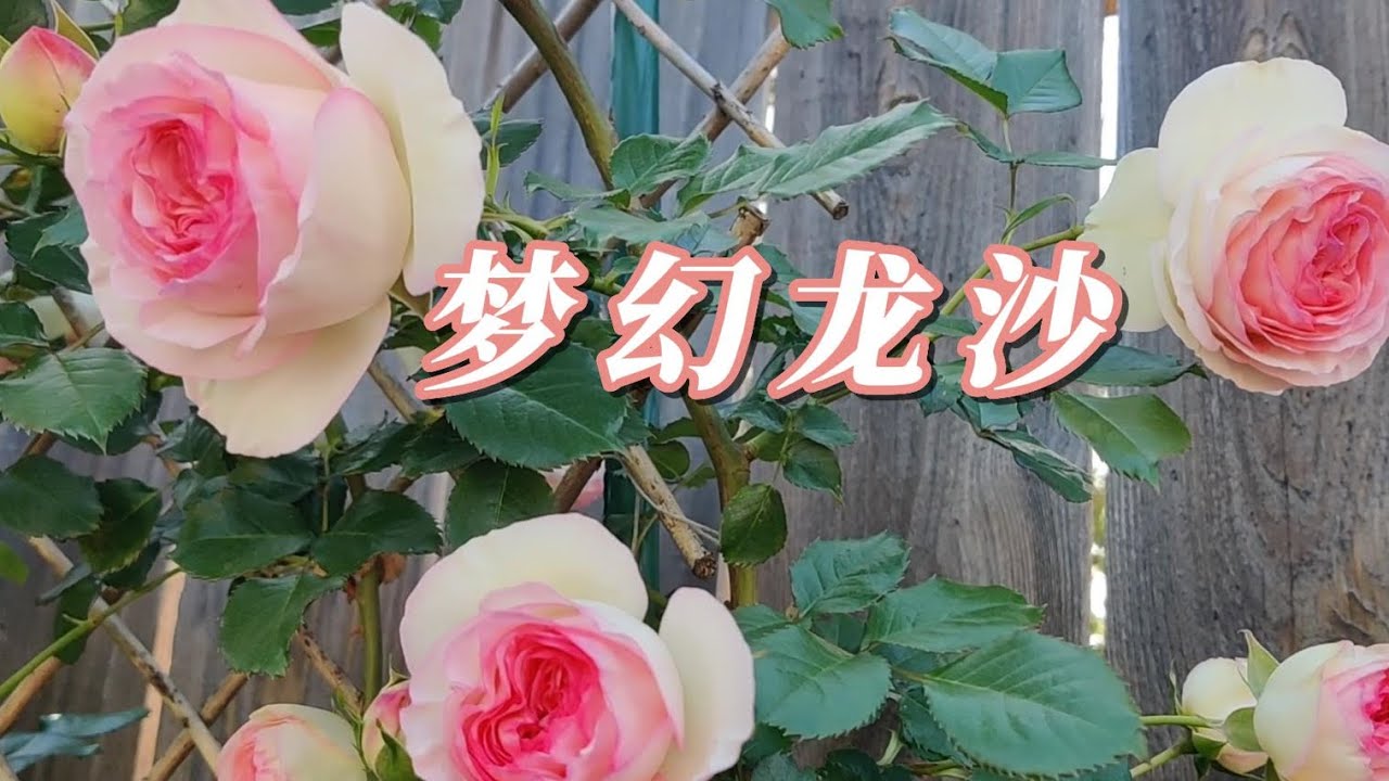 怎么种好龙沙宝石？高压繁殖龙沙的方法