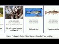 Fishes of Order Siluriformes Family Pimelodidae