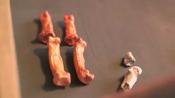 Ancient Hands, Ancient Tools — HHMI BioInteractive Video