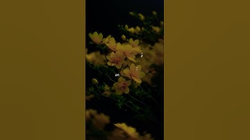 القرآن الكريم، #Qislamicworld63 #اكسبلور #islamicvideo #holybook #شفاء