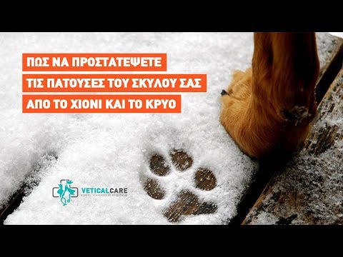 Βίντεο: Πόσο κρύο είναι πάρα πολύ κρύο για το σκυλί σας