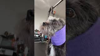 Zoey - Shih Tzu/Schnauzer mix groom
