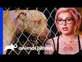 Rescuers Discover This Abandoned Pit Bull Has A Microchip | Pit Bulls & Parolees