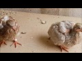como adiestrar palomas para que sean amigas (1 de  4 ) anillamiento