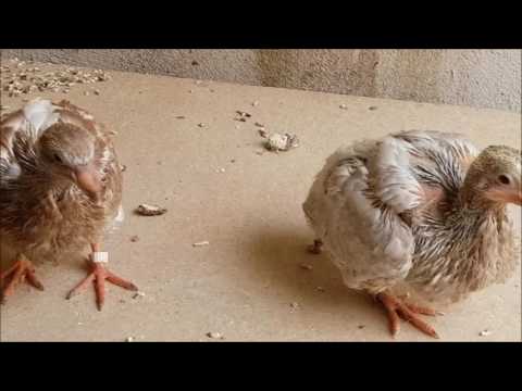 Video: Cómo Domesticar Palomas