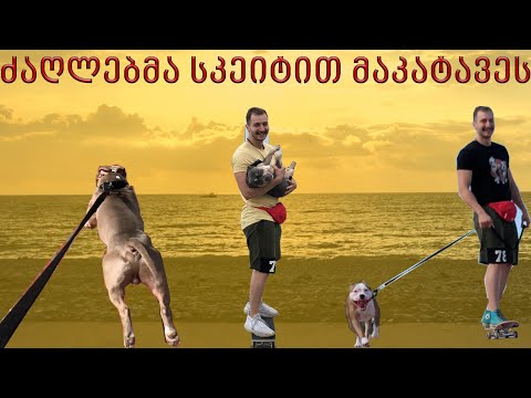 ბათუმის ვლოგი #2 - ძაღლების “მარხილი” სკეიტზე?!