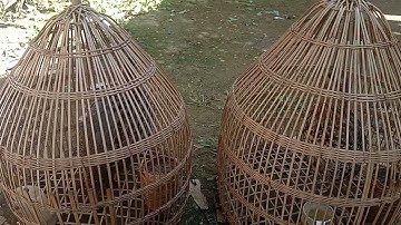 Leej twg nyiam nug tau nawb kwv tij muaj muag - Chim mồi có bán nhé anh em SDT 0962640753