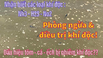 Phương Pháp Xử Lý Hiệu Quả Khí Độc H2S, Nh3, No2 Trong Ao Nuôi Tôm, Cá, Êch...