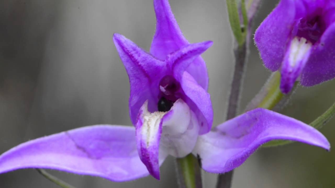 Orchid pollination 17: Chelostoma bee hiding in the orchid Cephalanthera rubra
