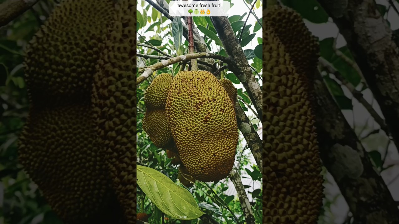amazing kathal fruit harvesting 🌳 | jackfruit cutting skill video 👑 