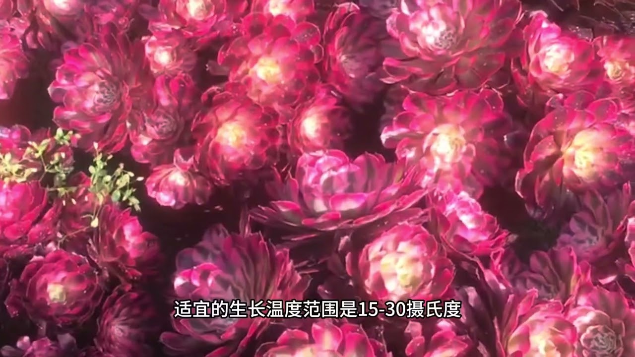 多肉植物锦斑奥秘全解析- YouTube