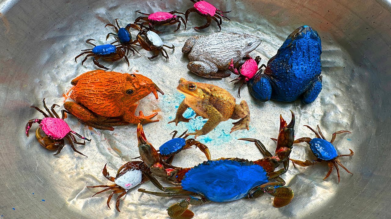 Kem Ốc và cua Chanel lái xe công nông chở con cua, cua xanh, con ếch, ếch cam, rùa màu sắc, máy xúc.