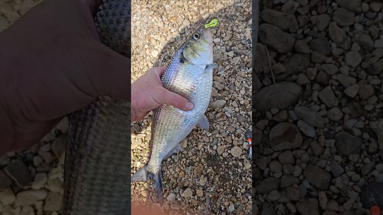 Catching shad in Maryland