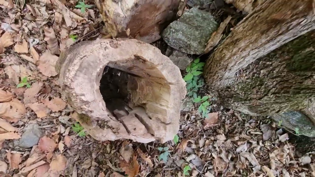 토종벌#B지역자리벌마지막탐방왔어요  이제는5월말까지는 자리벌탐방안합니다ㅠ