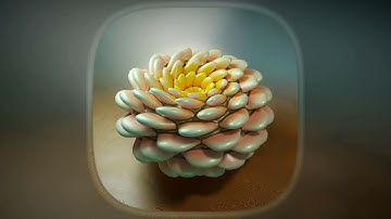 Torus Bloom