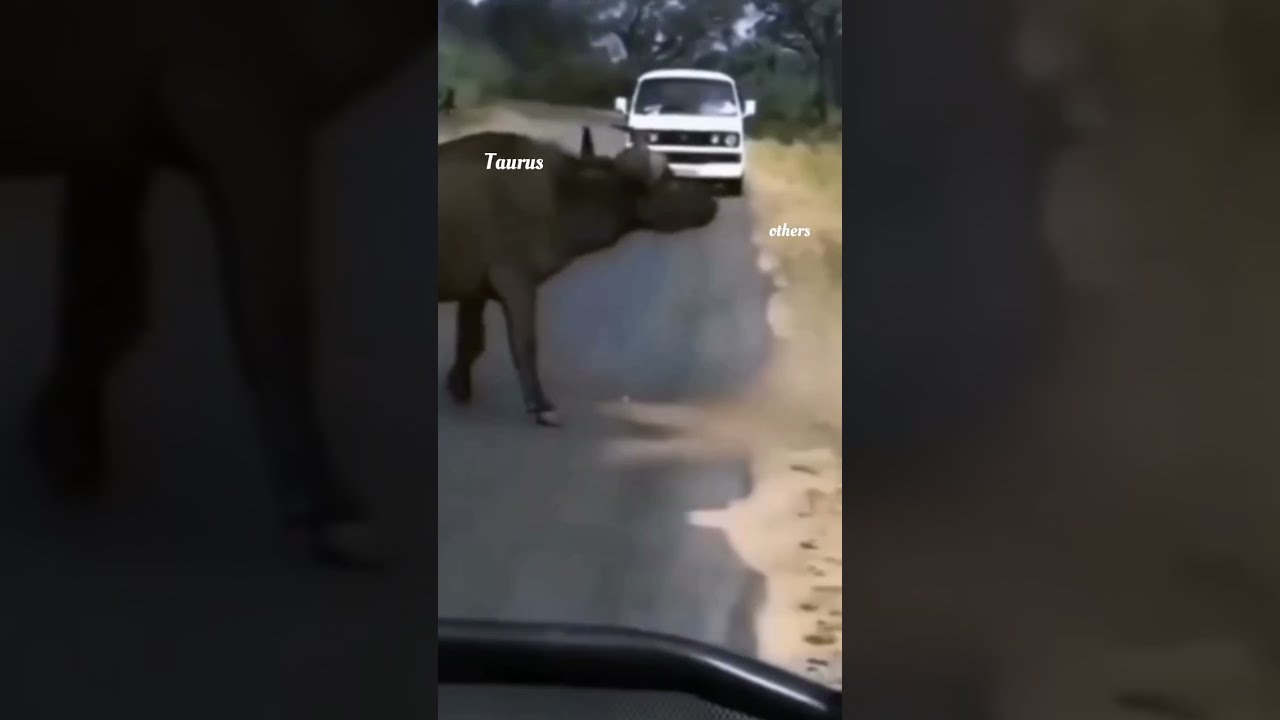 When Taurus Gets Angry No Hate Zodiac Sign Kpop Youtube Shorts