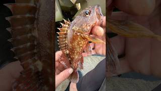 【穴釣り】巨大テトラの隙間から 穴釣り
