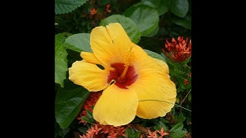 Hoa đậu biếc#Shorts