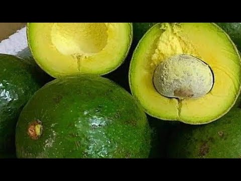 أرباح الملايين من زراعة الافوكادو في مصر م اسعد الفقي