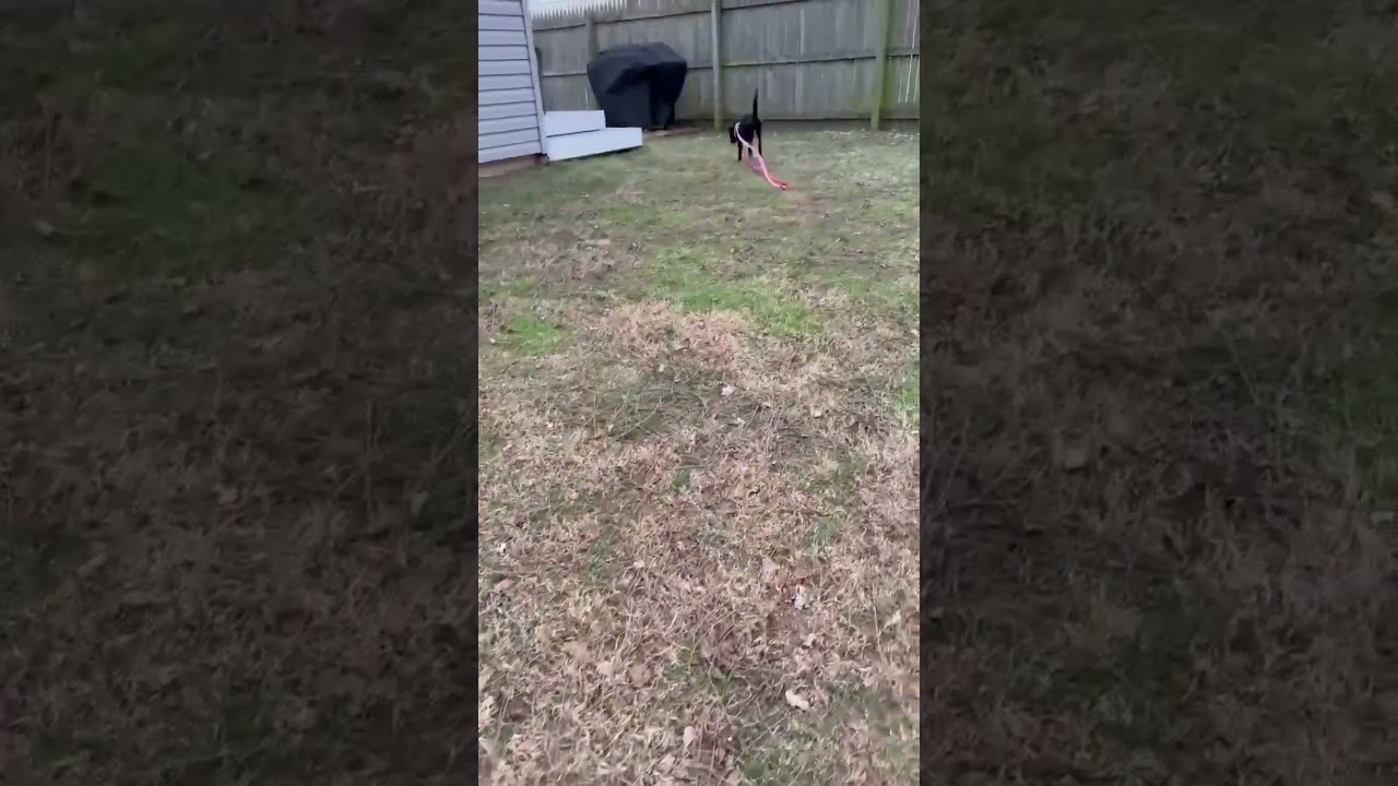 Adoptable Rescue Dog - Vanilla (2) 