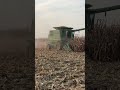 Corn harvest 2024