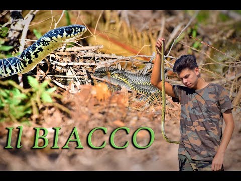 Video: Serpente freccia: descrizione della specie e delle sue caratteristiche