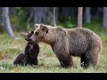 wild animal'Amazing Scene of Wild Animals In 4K