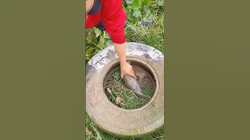 Cá Lớn - cá Lóc Khủng ẩn nấp trong lốp xe 😱 #khacthuyvlogg