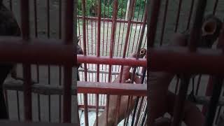 Download Lagu Anakan decu umur 1 bulan MP3 Download Lagu Anakan decu umur 1 bulan MP3
