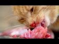 Why Do Cats Need Meat To Survive? | Cats Uncovered | BBC Earth