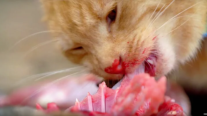 Why Do Cats Need Meat To Survive? | Cats Uncovered | BBC Earth - DayDayNews