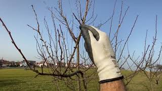 Prunier (quetsche) : Taille d’hiver février 2021 Association fruitière de Haguenau et environs