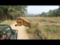 LIVE "Tiger attack and kill" deer in Jim Corbett national park 2k18 | shockwave (1/3)