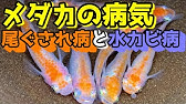 室内飼育しているメダカが尾ぐされ病に感染 早期発見 治療ならたった５日で完治 Youtube