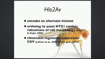J Kao: Investigating cryptic genetic variation through position effect variegation.